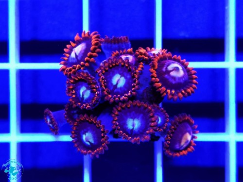 Zoanthus Fire and Ice - szczepka ok. 10 polipów