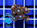 Zoanthus Fire and Ice - szczepka ok. 10 polipów