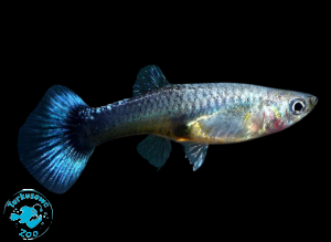 RYBA GUPIK NEON BLUE - SAMICA  