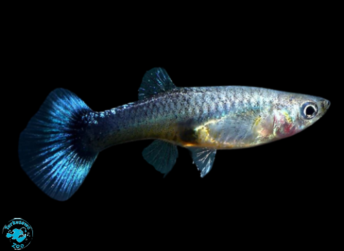 RYBA GUPIK NEON BLUE - SAMICA