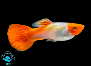 RYBA GUPIK RED CAP