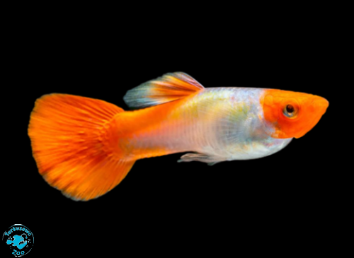 RYBA GUPIK RED CAP
