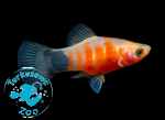 RYBA PLATKA RED TIGER