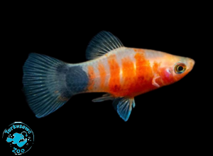 RYBA PLATKA RED TIGER