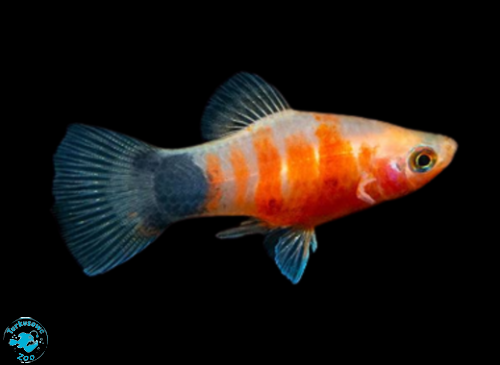 RYBA PLATKA RED TIGER