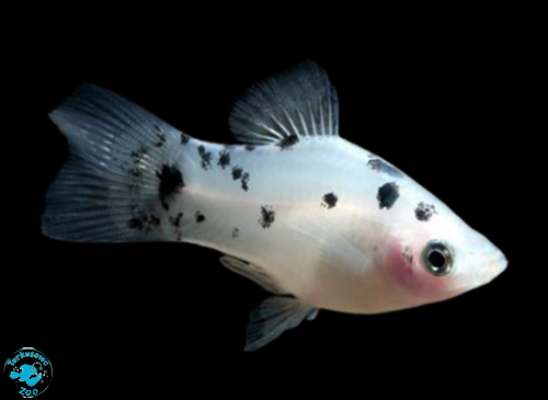 RYBA PLATKA SALT & PAPPER