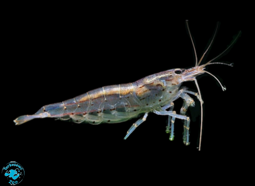 KREWETKA AMANO CARIDINA JAPONICA M