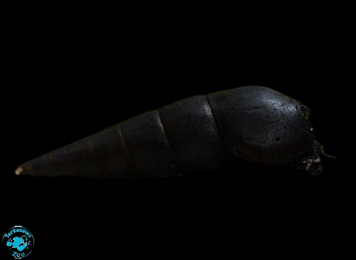 ŚLIMAK TYLOMELANIA BLACK DEVIL