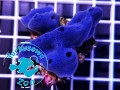 Xestospongia aasp blue