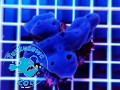 Xestospongia aasp blue