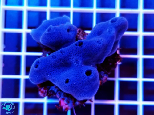 Xestospongia aasp blue