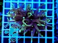 Euphyllia glabrescens Grim Reaper - 2 głowy