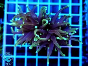 Euphyllia glabrescens Grim Reaper - 2 głowy 