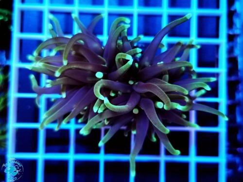 Euphyllia glabrescens Grim Reaper - 2 głowy