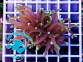 Euphyllia glabrescens Grim Reaper - 2 głowy