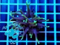Euphyllia glabrescens Grim Reaper - 1 głowa