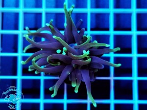 Euphyllia glabrescens Grim Reaper - 1 głowa  "S"