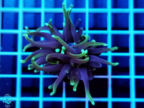 Euphyllia glabrescens Grim Reaper - 1 głowa