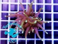 Euphyllia glabrescens Grim Reaper - 1 głowa