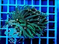 Euphyllia glabrescens metalic dark , pink tip - 2 głowy