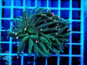 Euphyllia glabrescens metalic dark , pink tip - 2 głowy 
