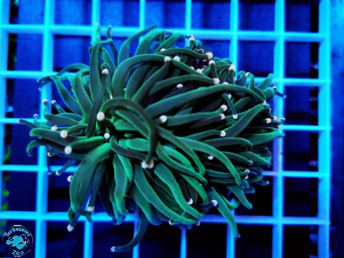 Euphyllia glabrescens metalic dark , pink tip - 2 głowy