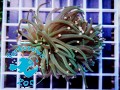Euphyllia glabrescens metalic dark , pink tip - 2 głowy