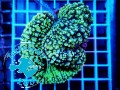 Lobophyllia hemprichii lemon green