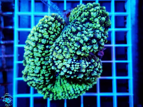 Lobophyllia hemprichii lemon green