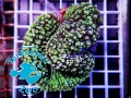 Lobophyllia hemprichii lemon green