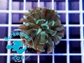 Euphyllia paraancora hammer metalic green - 1 głowa