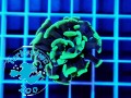 Euphyllia paraancora hammer green - 1 głowa