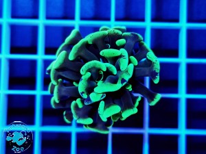 Euphyllia paraancora hammer green - 1 głowa