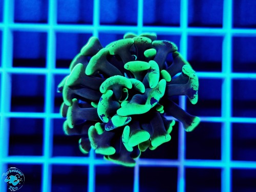 Euphyllia paraancora hammer green - 1 głowa
