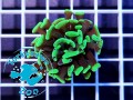 Euphyllia paraancora hammer green - 1 głowa