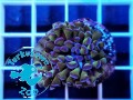 Euphyllia paraancora hammer green purple tip - 1 głowa