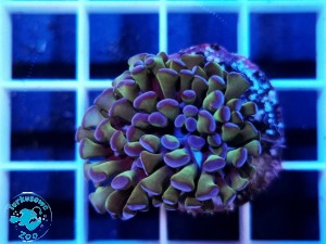 Euphyllia paraancora hammer green purple tip - 1 głowa