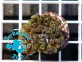 Euphyllia paraancora hammer green purple tip - 1 głowa