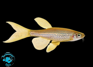 RYBA DANIO LAMPARCIE