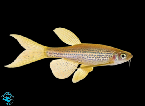 RYBA DANIO LAMPARCIE