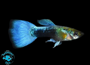 RYBA GUPIK NEON BLUE