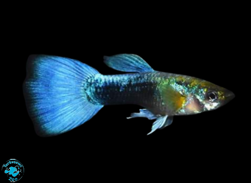 RYBA GUPIK NEON BLUE