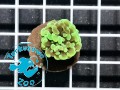 Euphyllia cristata green - 1 głowa