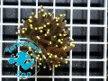 Euphyllia glabrescens pink tip - 1 głowa
