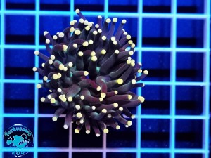 Euphyllia glabrescens pink tip - 1 głowa  