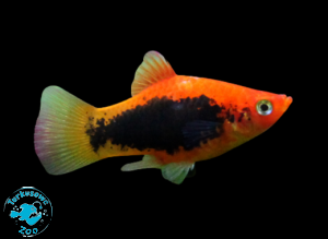 RYBA PLATKA RED TUXEDO