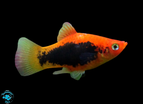 RYBA PLATKA RED TUXEDO