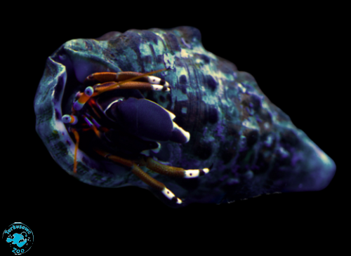 CALCINUS LAEVIMANUS, Krab pustelnik