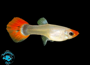 RYBA GUPIK RED CAP - SAMICA