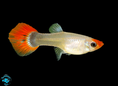 RYBA GUPIK RED CAP - SAMICA